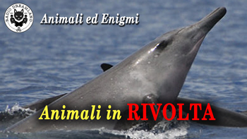 Radio Dreamland - Animali ed Enigmi