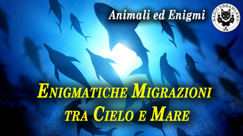 Radio Dreamland - Animali ed Enigmi