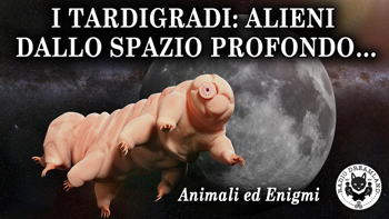 Radio Dreamland - Animali ed Enigmi