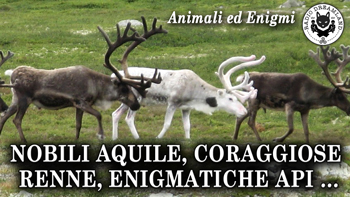 Radio Dreamland - Animali ed Enigmi