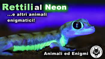 Radio Dreamland - Animali ed Enigmi