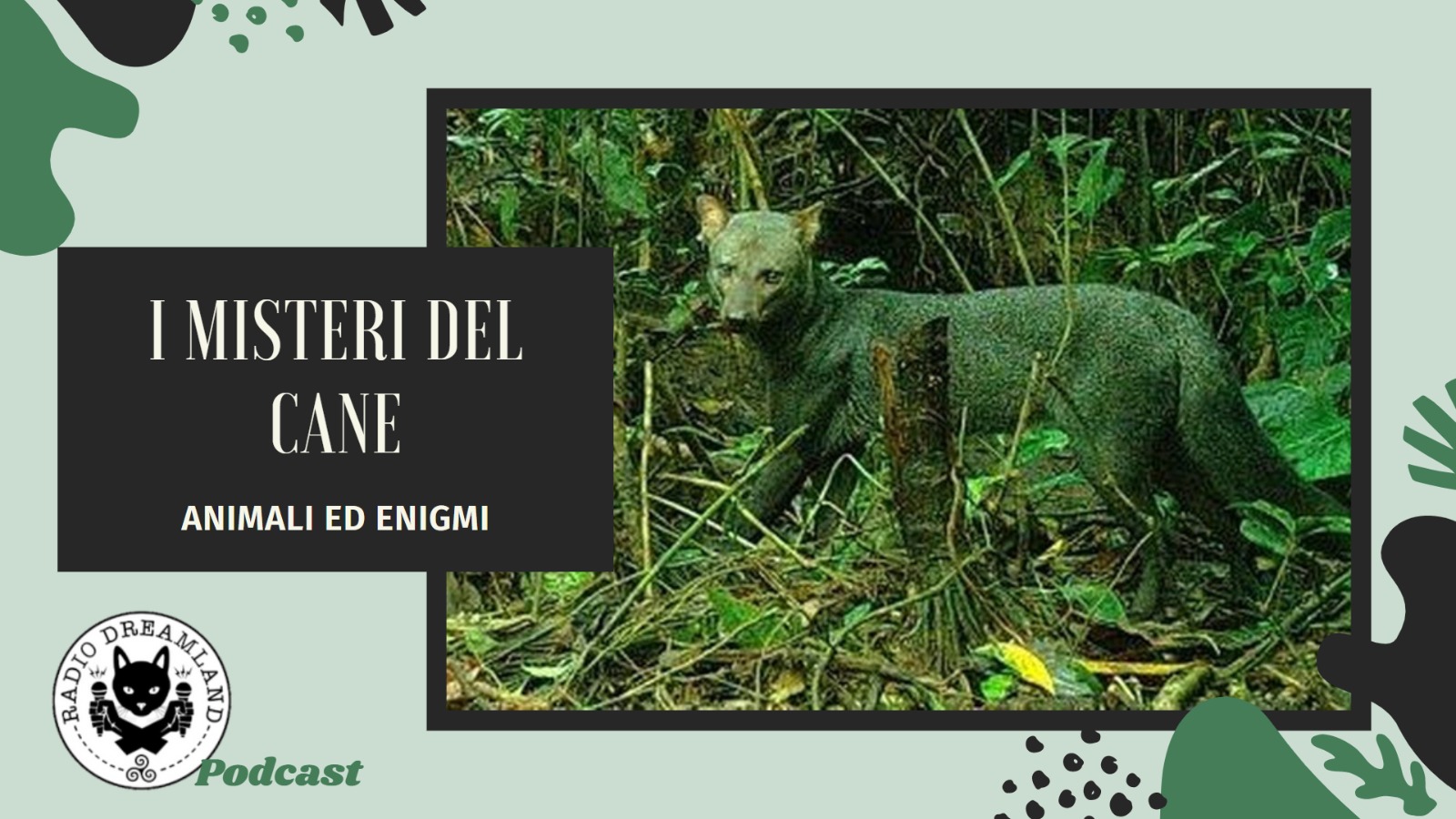 Radio Dreamland - Animali ed Enigmi