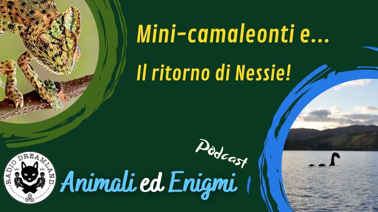 Radio Dreamland - Animali ed Enigmi